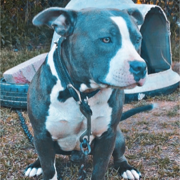 Meet your Posher, Jesse - Picture 2 of 3